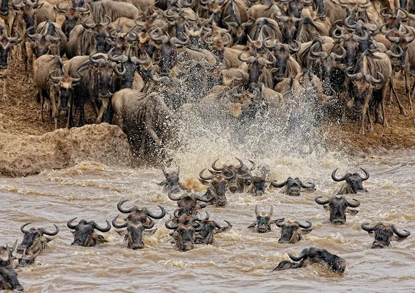 Wildebeests cross river in Great Migration, water splashes as they swim