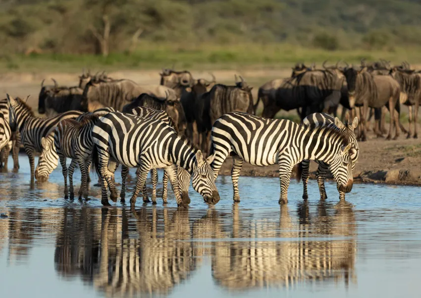Zebra and wildebeest herds during a Great Migration photographic safari in Kenya and Tanzania