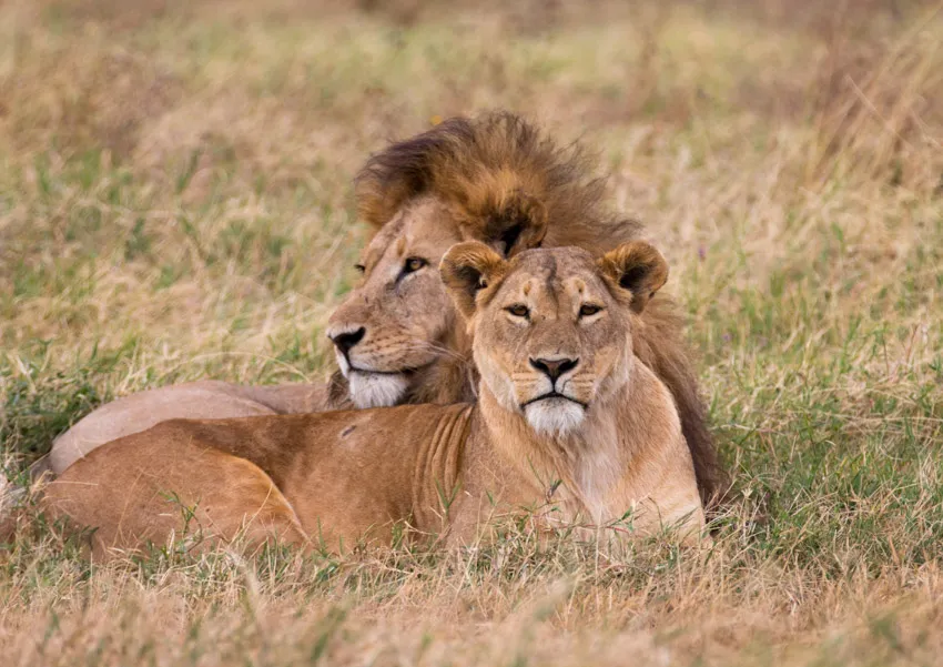 Big cat photography in the Central Serengeti during a Tanzania photo safari