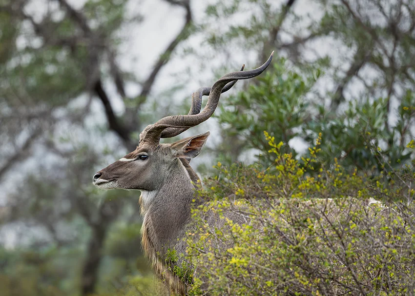 Kudu bull photography in Sabi Sand during a South Africa photo safari
