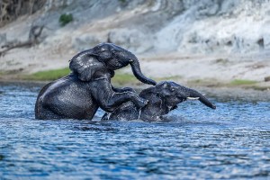 Two elephants playing in the Chobe River during a Botswana photo safari