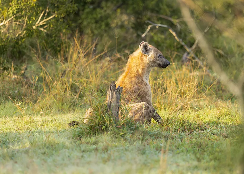 Hyena resting during a Great Migration photo safari in Africa.