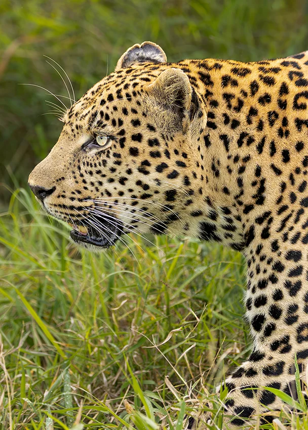 Leopard walking through Sabi Sand during a South Africa photo safari