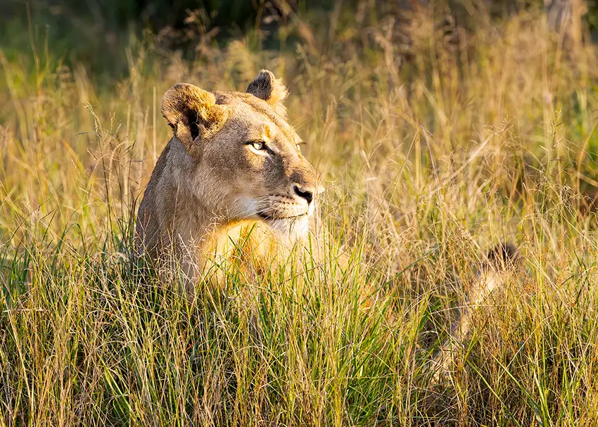 Lion in golden morning light on a Sabi Sand photo safari