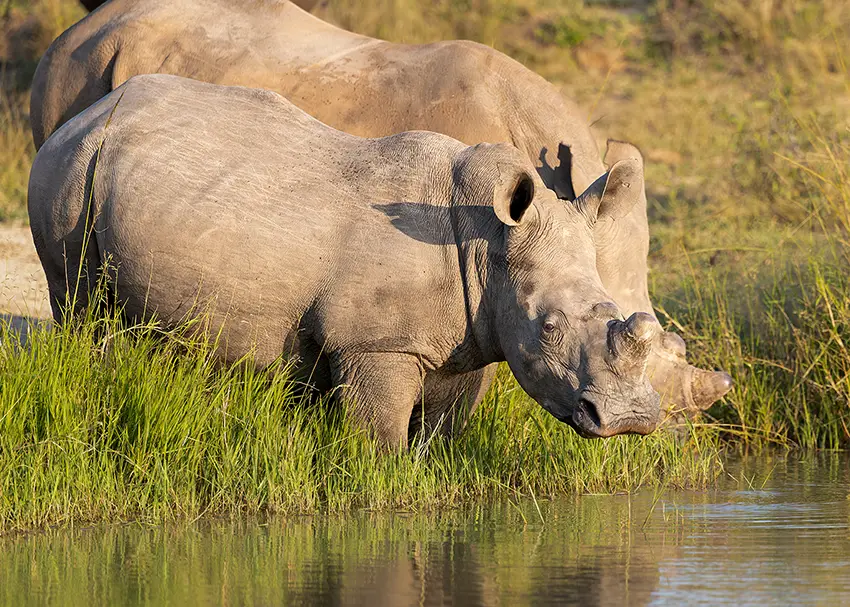 Rhino photographed on a private Sabi Sand photo safari
