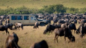 Masai Mara African safari photo with safari vehicle and wildebeest herd