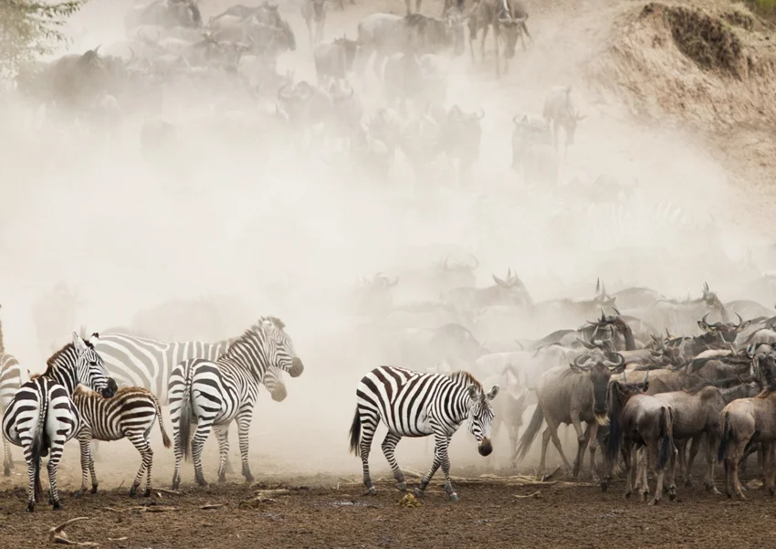 Masai Mara african safari photo safari: Zebras and wildebeest migration in dust.