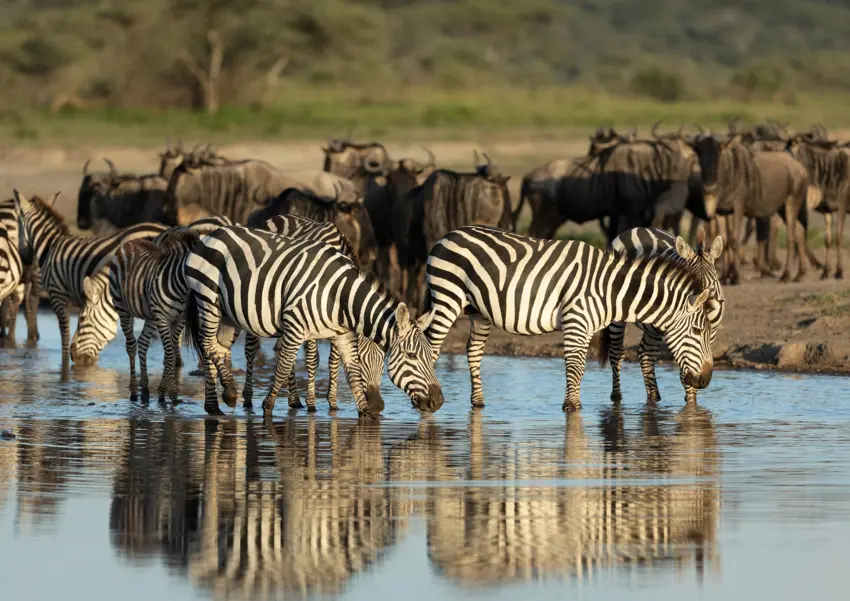 Zebras and wildebeest drinking at a watering hole on an African safari photo safari